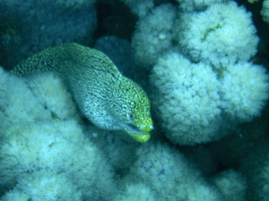 ウツボ